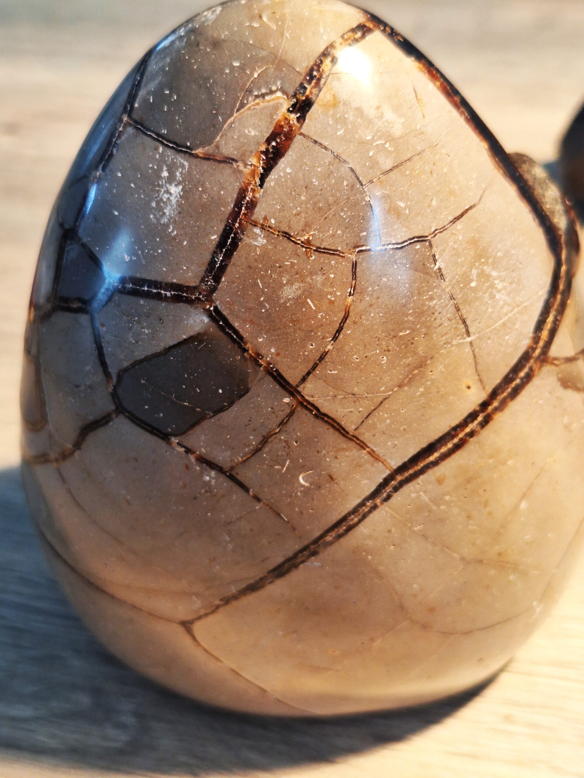 SEPTARIA SAUVAGE – Image 2