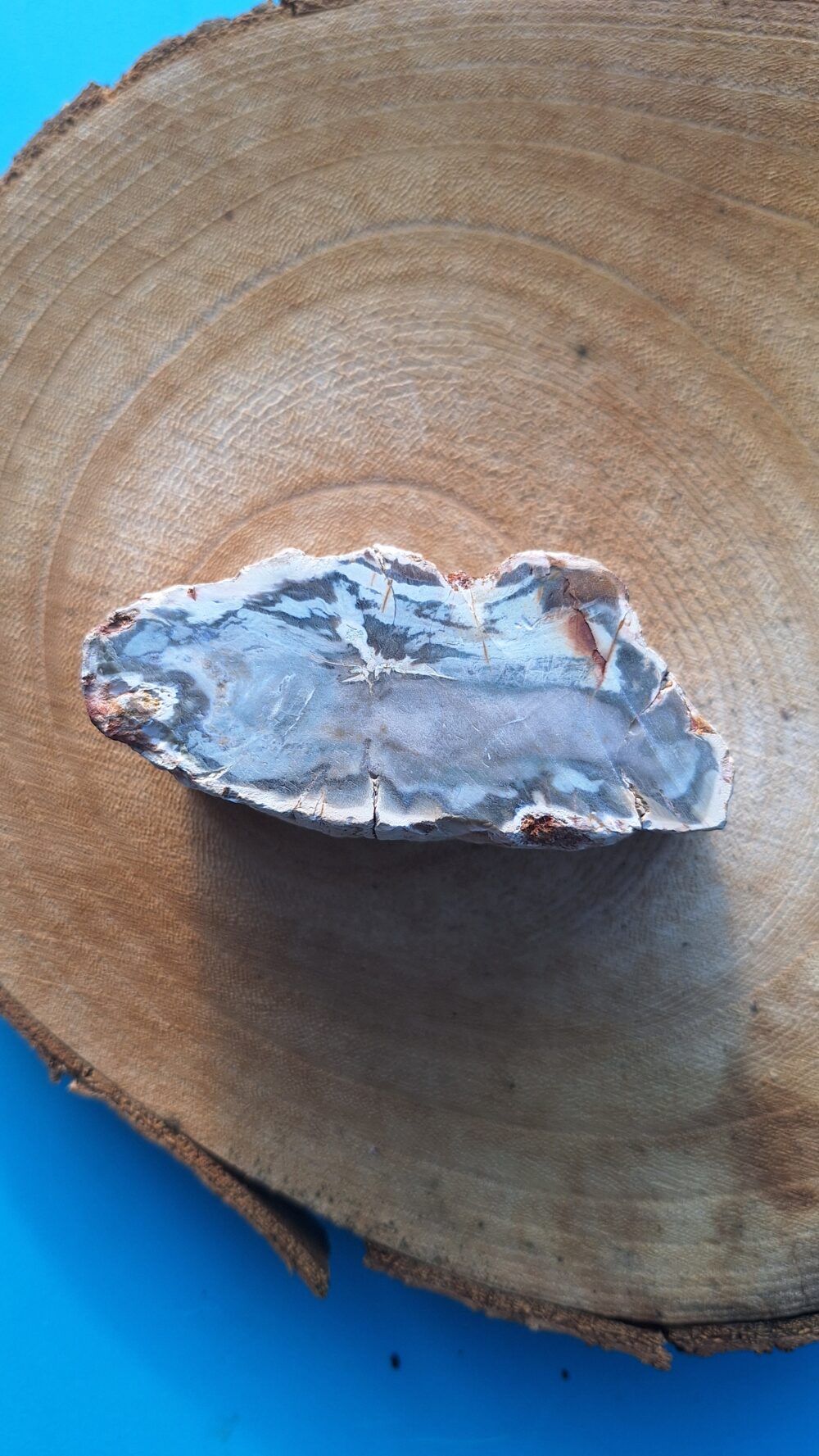 Bloc de Bois fossile – Image 3