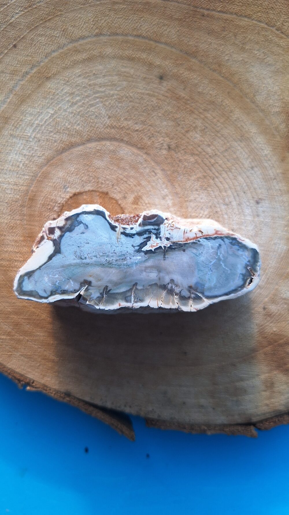 Bloc de Bois fossile