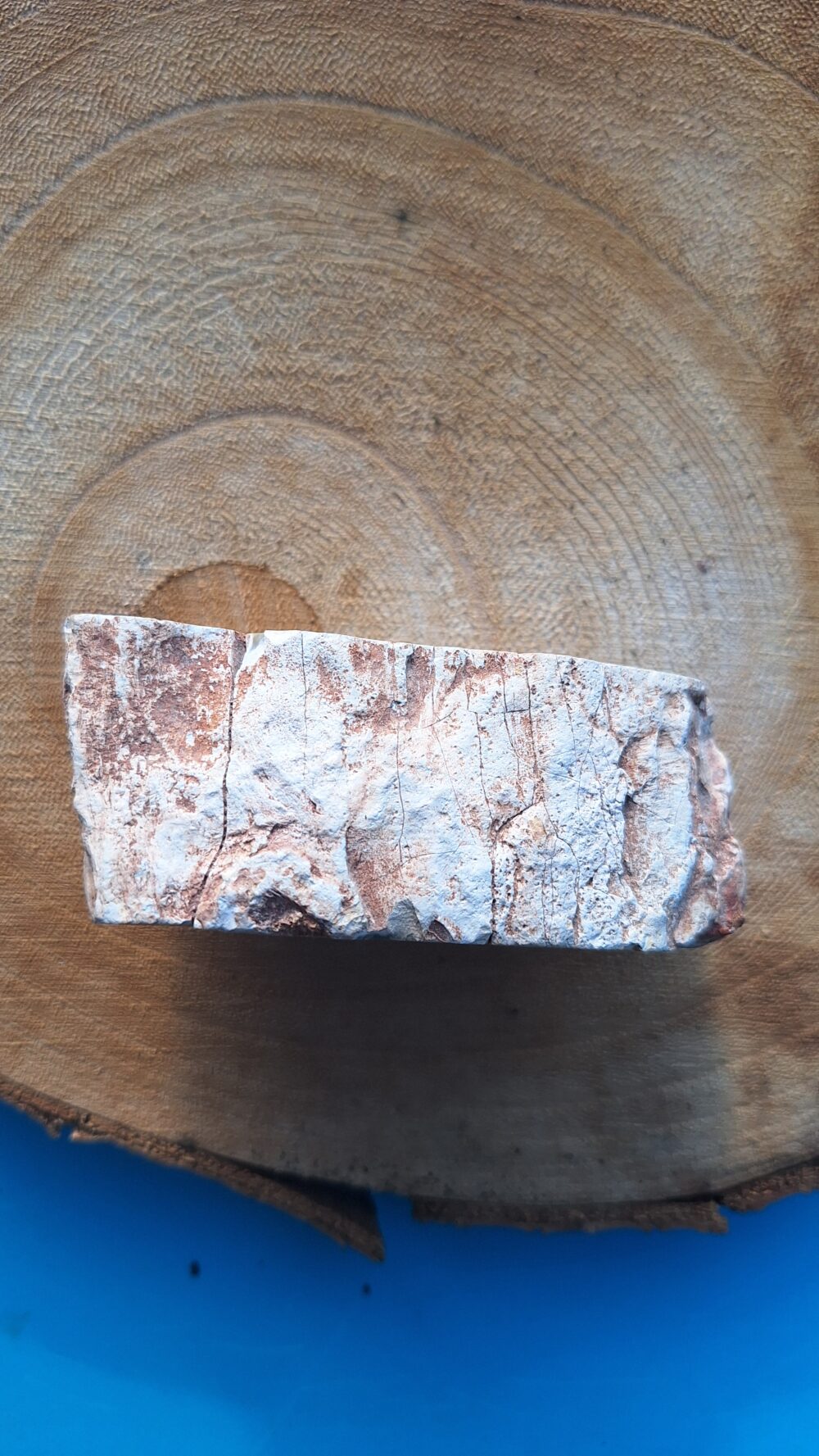 Bloc de Bois fossile – Image 2