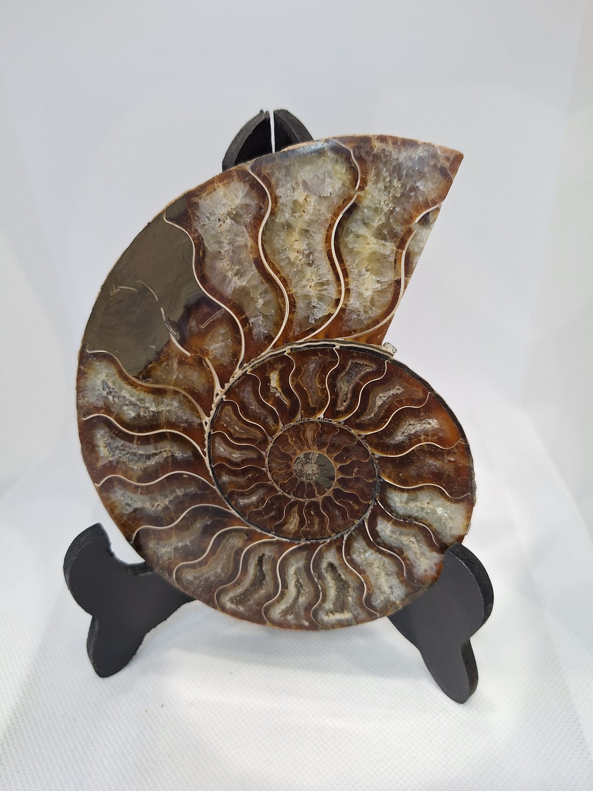 ammonite