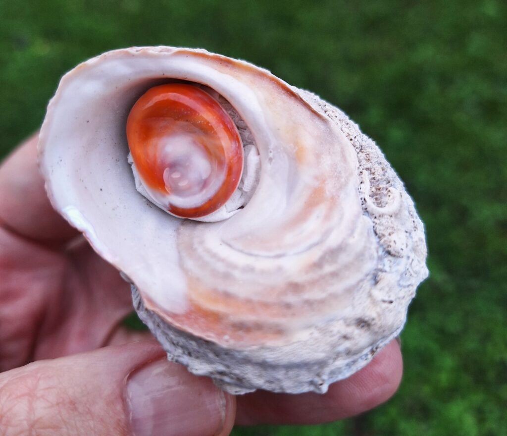oeil de sainte Lucie
