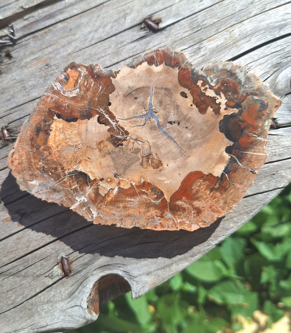 Tranche de bois fossile – Image 2
