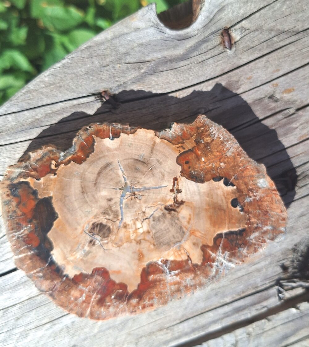 Tranche de bois fossile
