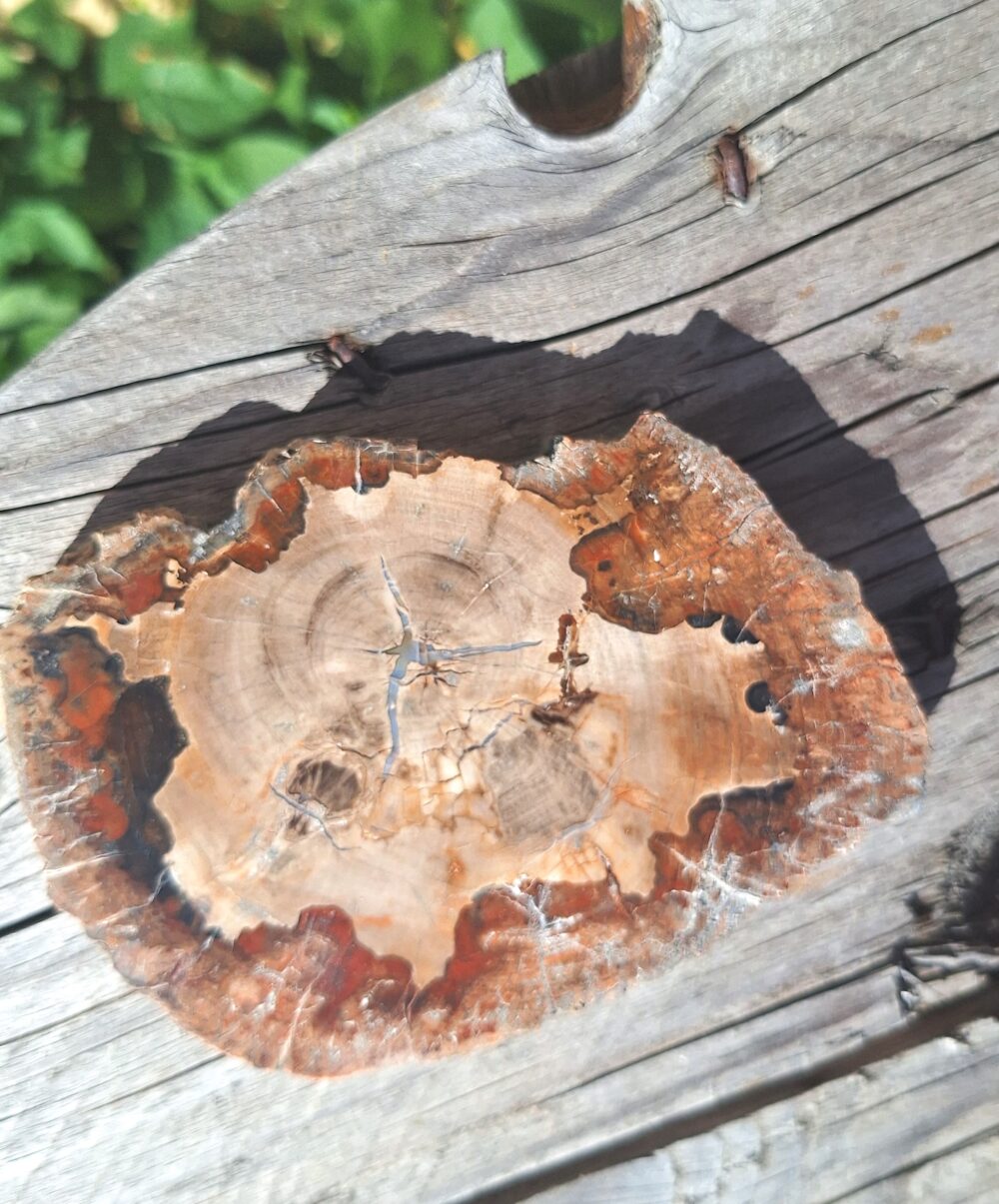 Tranche de bois fossile