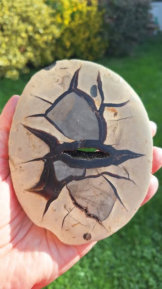 Septaria nodule en tranche